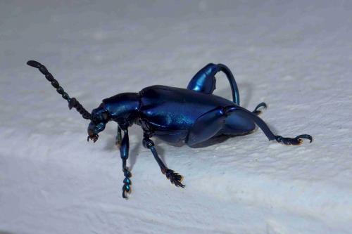 Réf. 214 354 : Sagra femorata